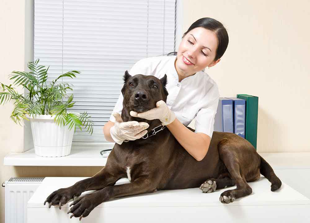 Pets and Pet Care